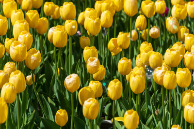 大片郁金香花海景观