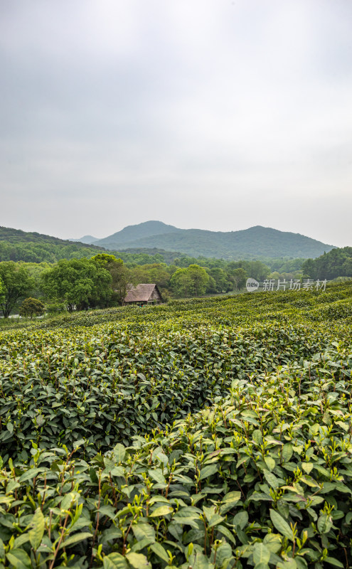 雨中的西湖龙井茶园自然风光