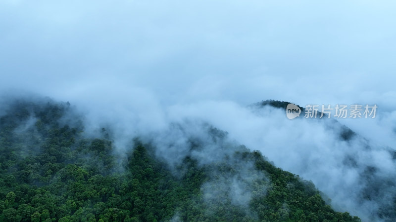 森林俯拍树林云雾森林云海树林航拍森林雨天