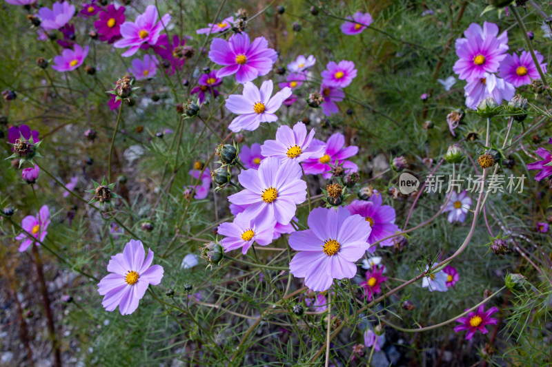 秋日粉紫色波斯菊花田