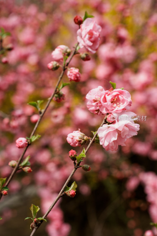 北京四得公园桃花树桃花