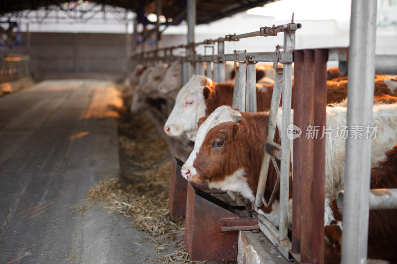 肉牛养殖场里的牛