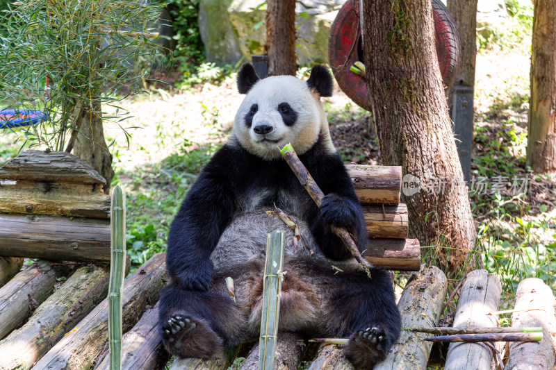 吃笋笋的大熊猫