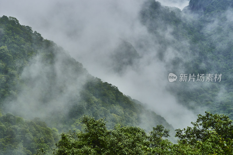 云雾缭绕的金佛山