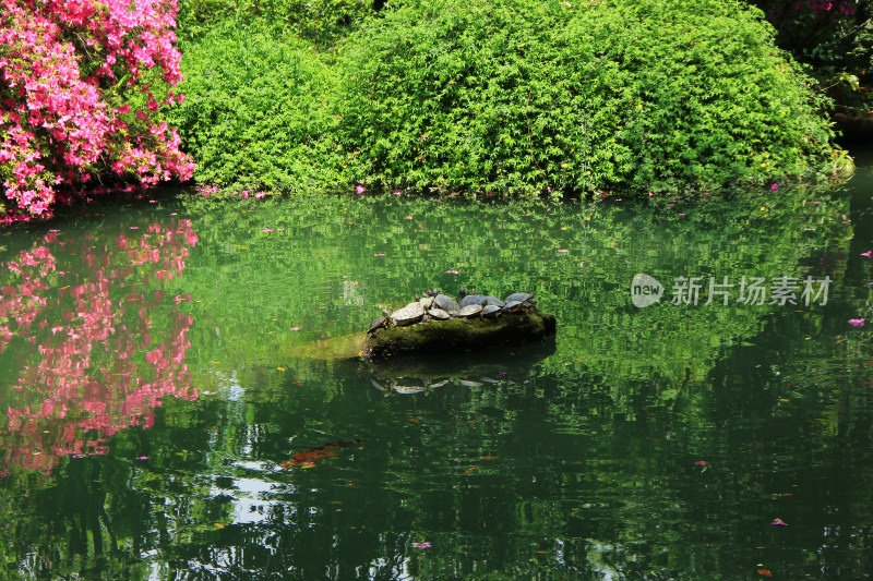 一群乌龟在水中的青苔石上晒太阳