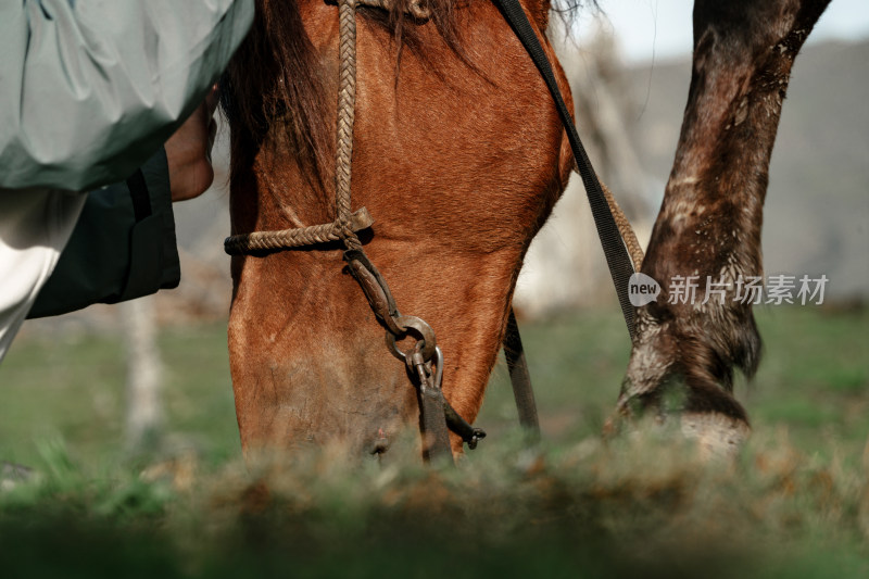 自然中身穿冲锋衣者在草地蹲拍抚摸棕色骏马