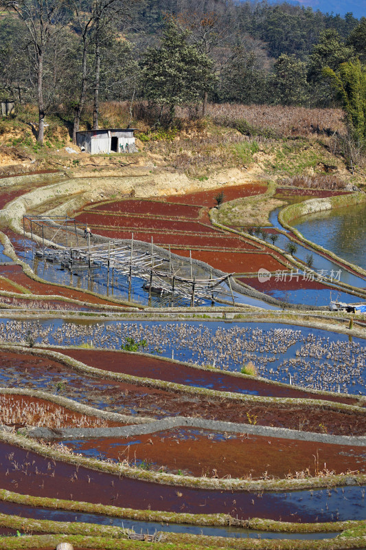 云南元阳梯田，灌水期，七彩梯田