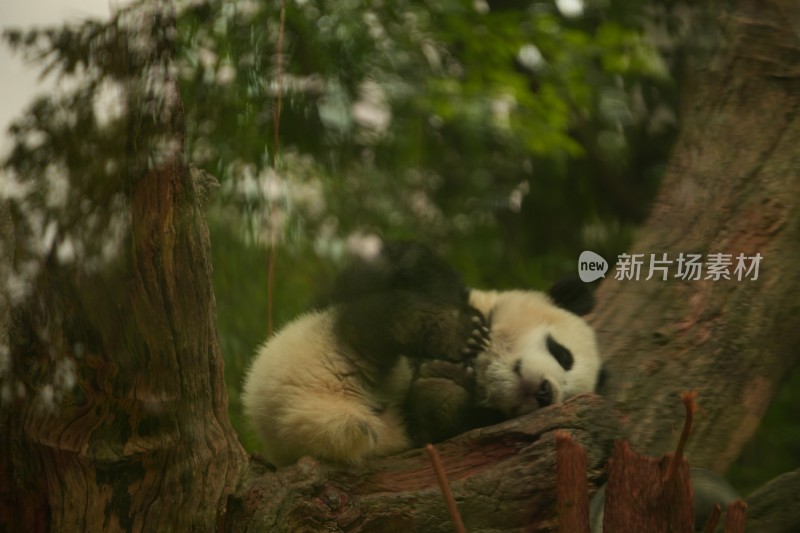 大熊猫幼崽慵懒躺树干上休憩的可爱模样