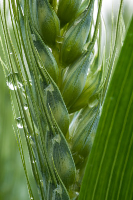 小麦开花麦穗麦子粮食丰收希望谷雨小满