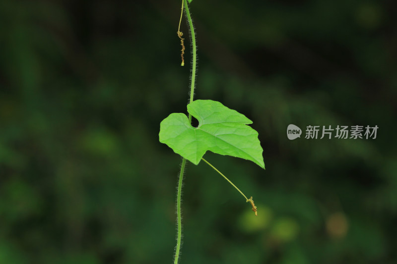 春天的嫩绿，壁纸，植物背景