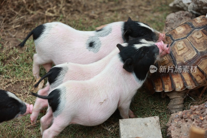 小猪与乌龟互动场景