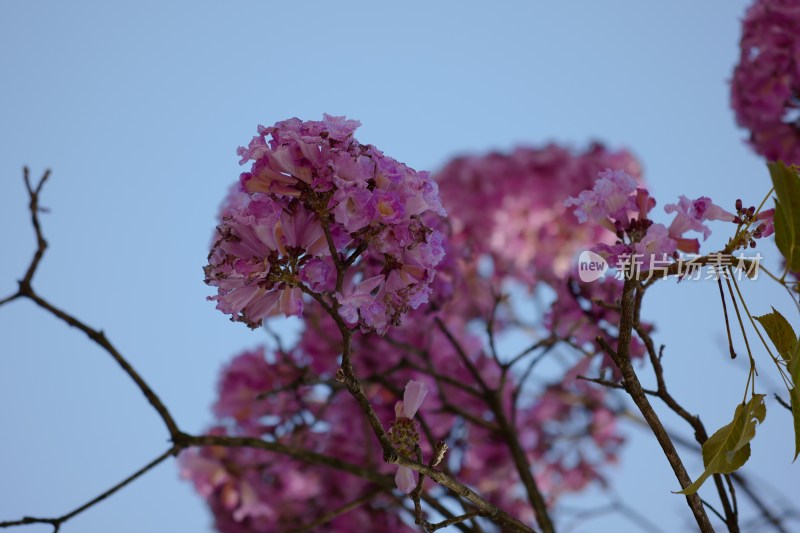 厦门春日限定美景，望海宾馆内的紫花风铃木