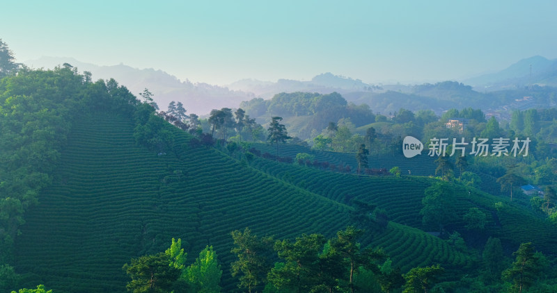 茶园茶山美丽乡村