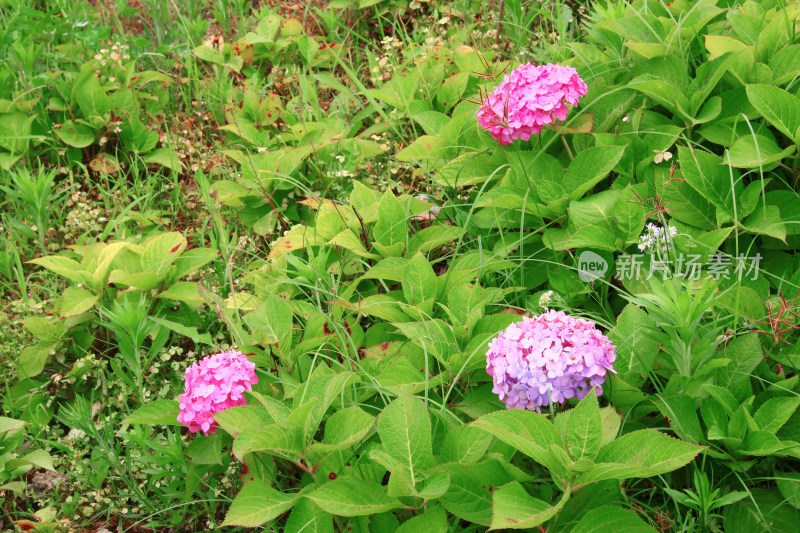 绣球花春天植物风景自然户外