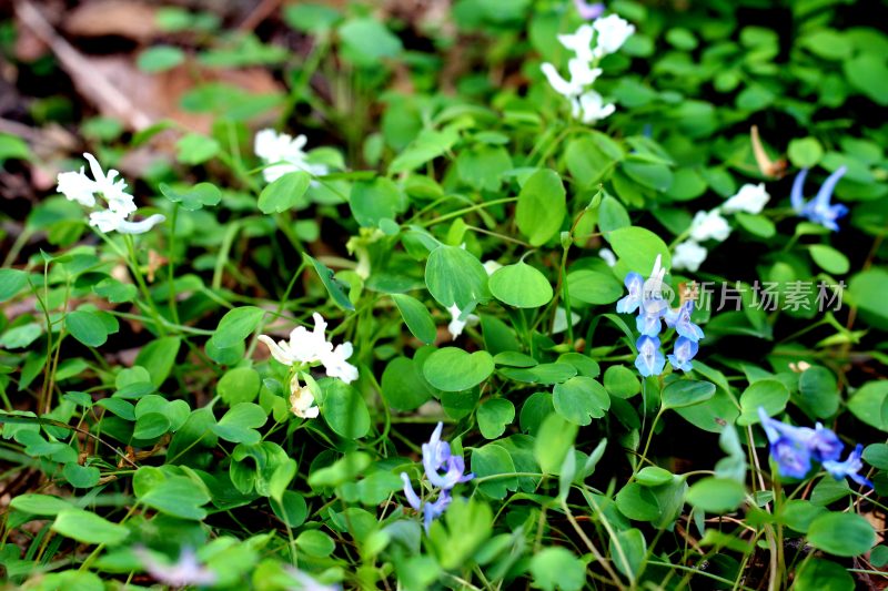 野生中药材元胡的花朵和果实