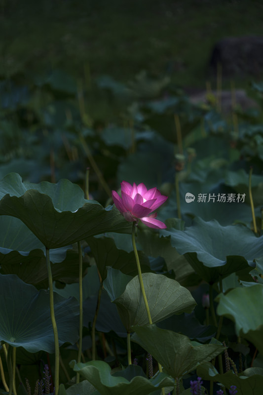 荷花荷叶特写镜头