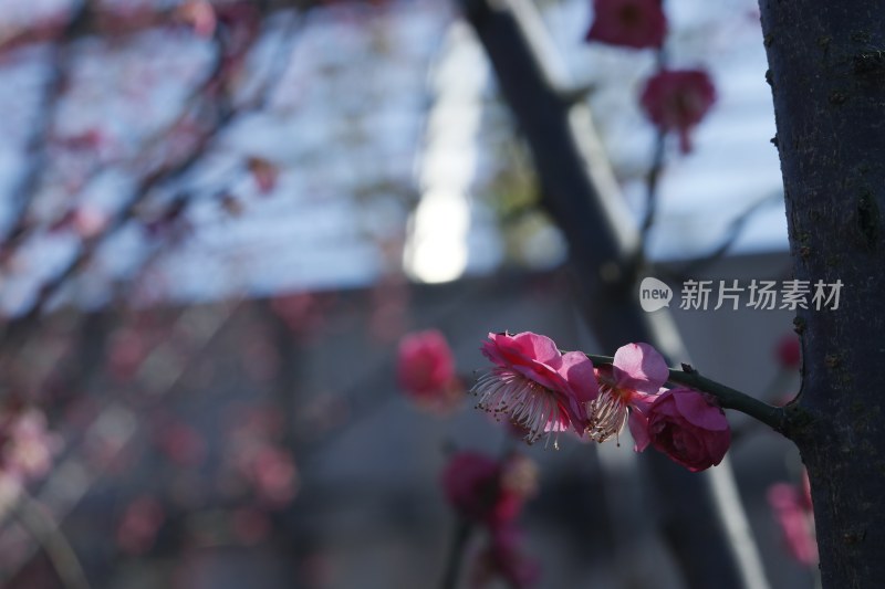 梅花 腊梅 红梅花