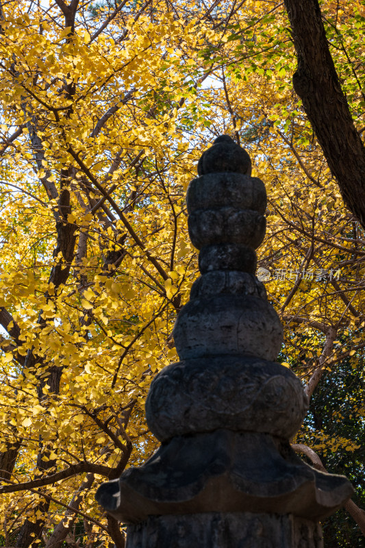 古漪园的万安塔和秋天泛黄的银杏