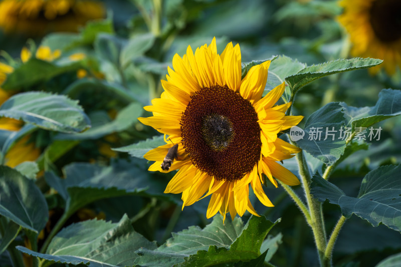 一朵蜂蛾采蜜的向日葵花特写