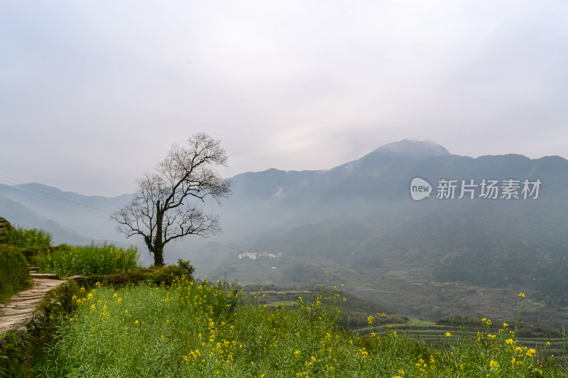 婺源梯田油菜花