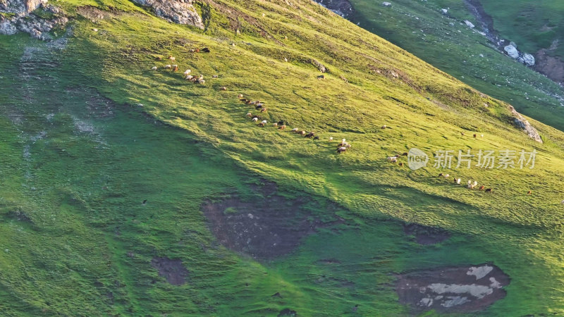 新疆伊犁高山草原牧场航拍