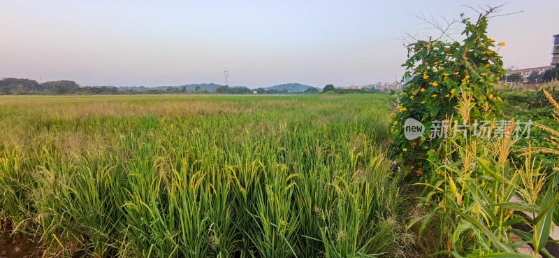 湖南河道平原水稻田