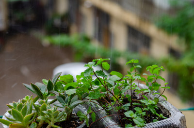 细雨中阳台花盆中种植的薄荷和多肉