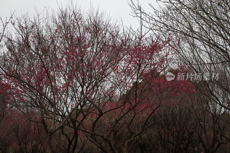 红梅花盛开的树木景观