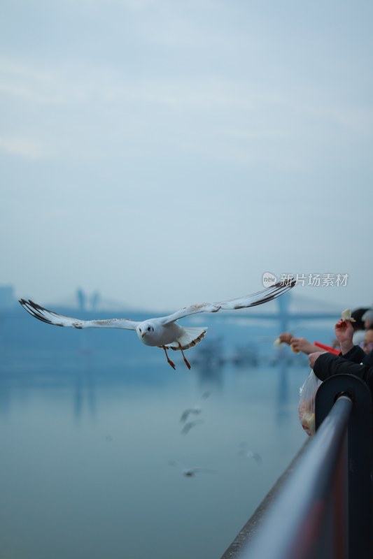 飞翔的海鸥场景