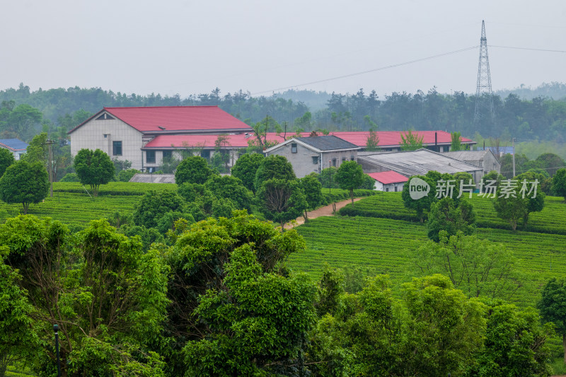 春天的长沙乌山茶场航拍