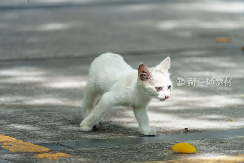 户外的流浪小猫