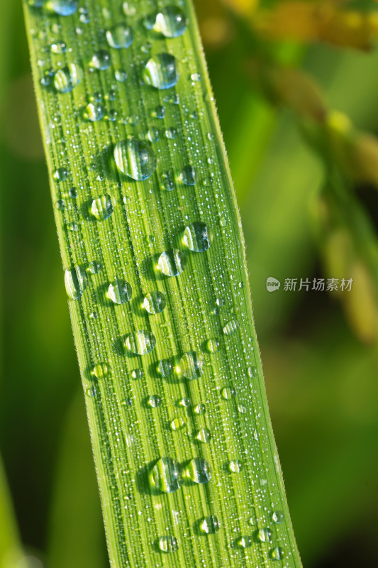 叶片上的晶莹露珠微距