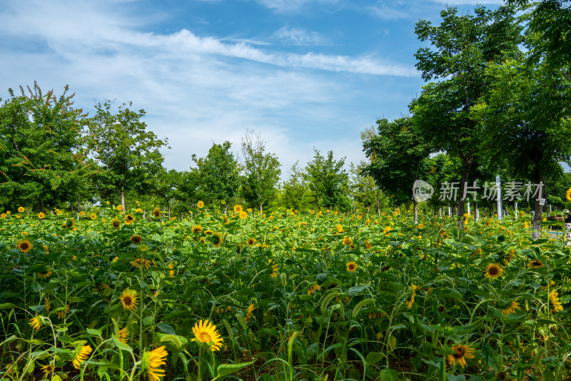 夏天的向日葵