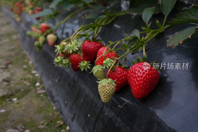 大棚里成熟的红色草莓特写