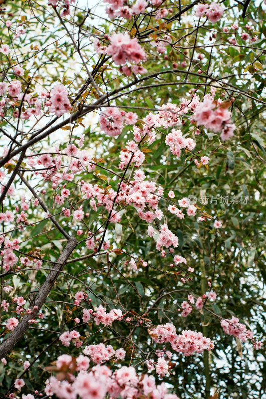 北京玉渊潭公园樱花节樱花