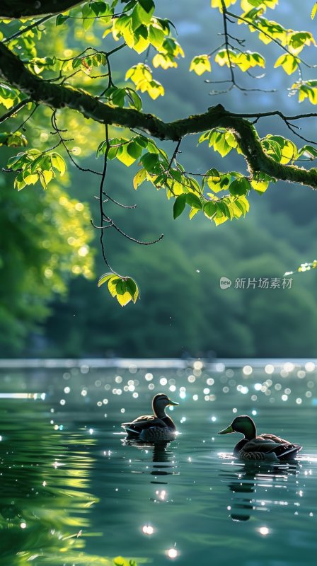 湖边鸭子春江水暖宁静悠闲湖泊背景