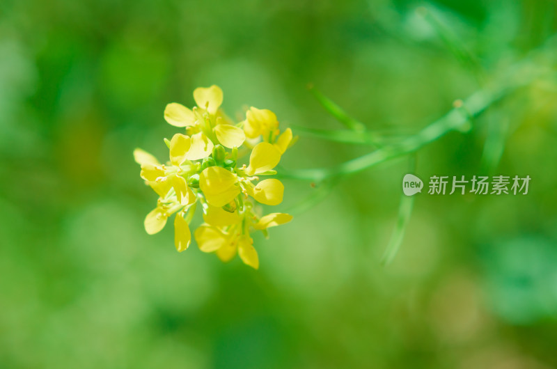 微距特写油菜花小花