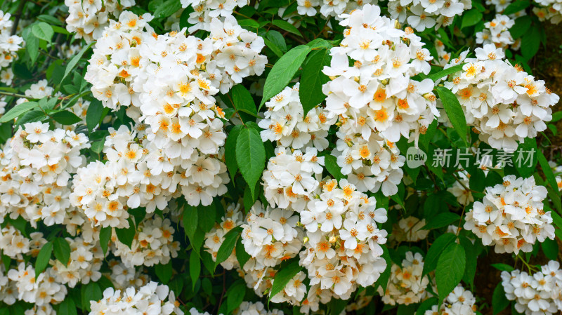 唯美生态春天美丽蔷薇花花朵花海