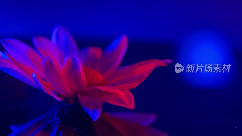 红蓝光鲜花摄影雏菊非洲菊4