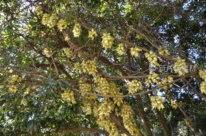 广东东莞：禾雀花