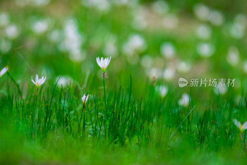 嫩绿草坪上的白色小花