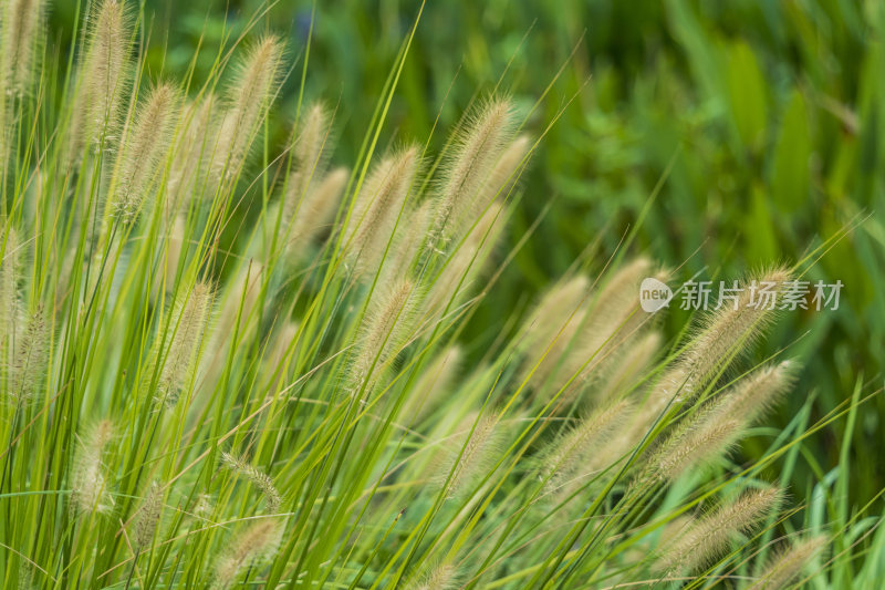 唯美植物图片