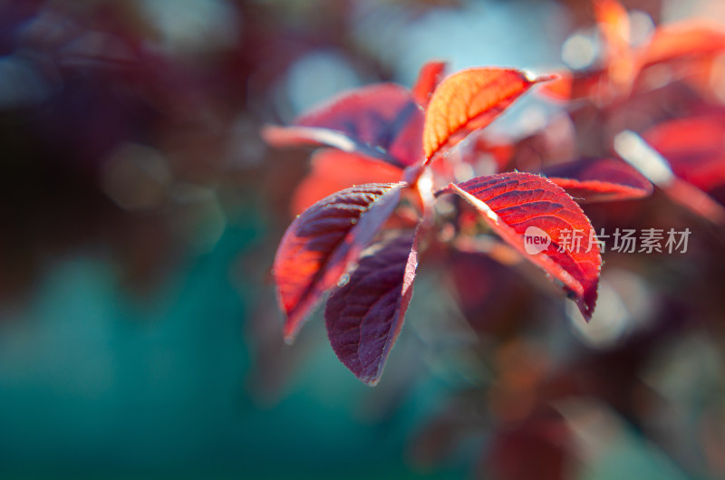 特写红色植物叶片