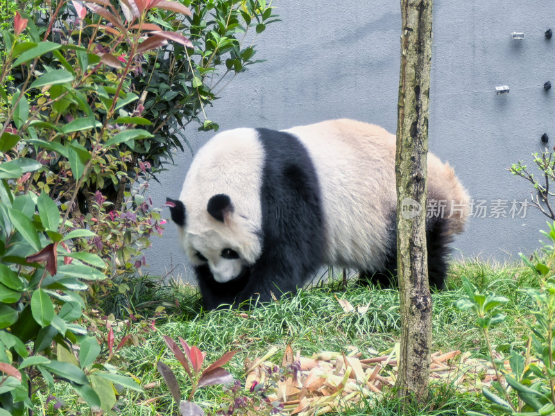 成都大熊猫繁育研究基地的大熊猫