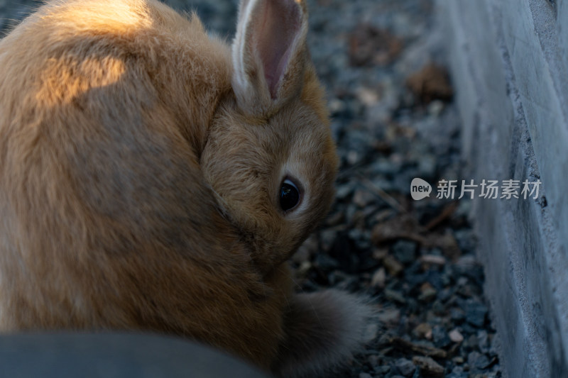 家兔特写镜头