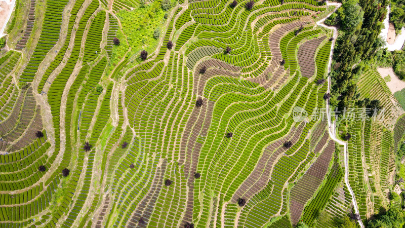 大自然茶园茶叶茶山美景景色航拍