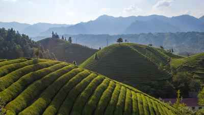 湖北恩施鹤峰茶山