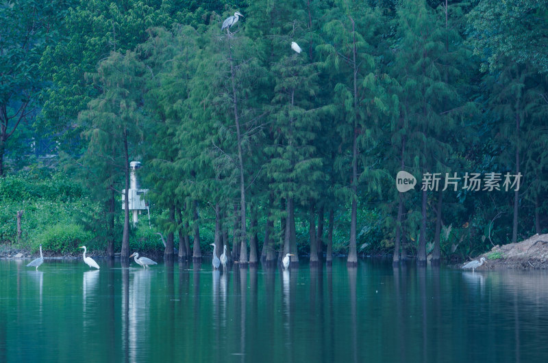 广州海珠湖公园湖岸水岸森林白鹭
