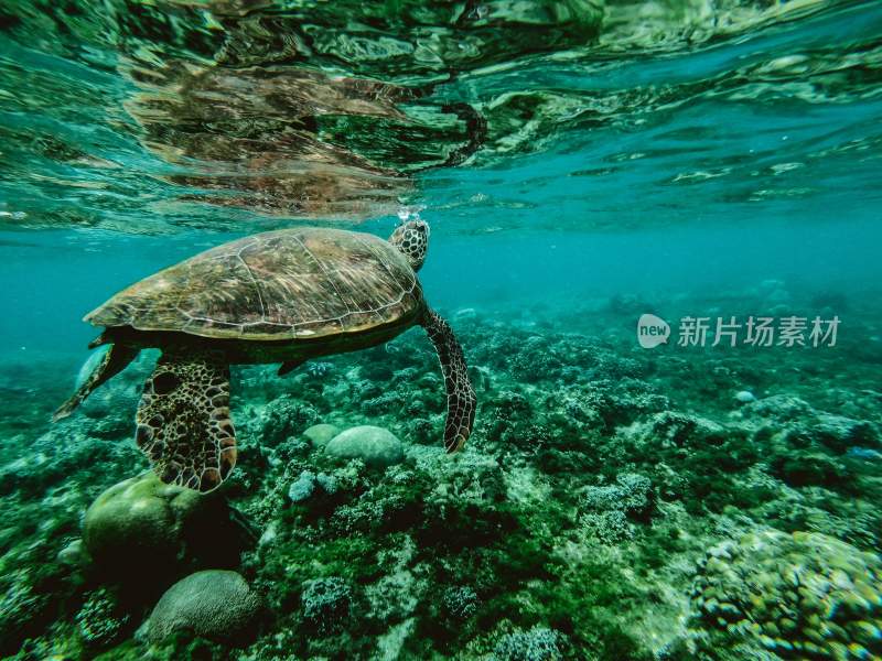 乌龟海龟两栖动物