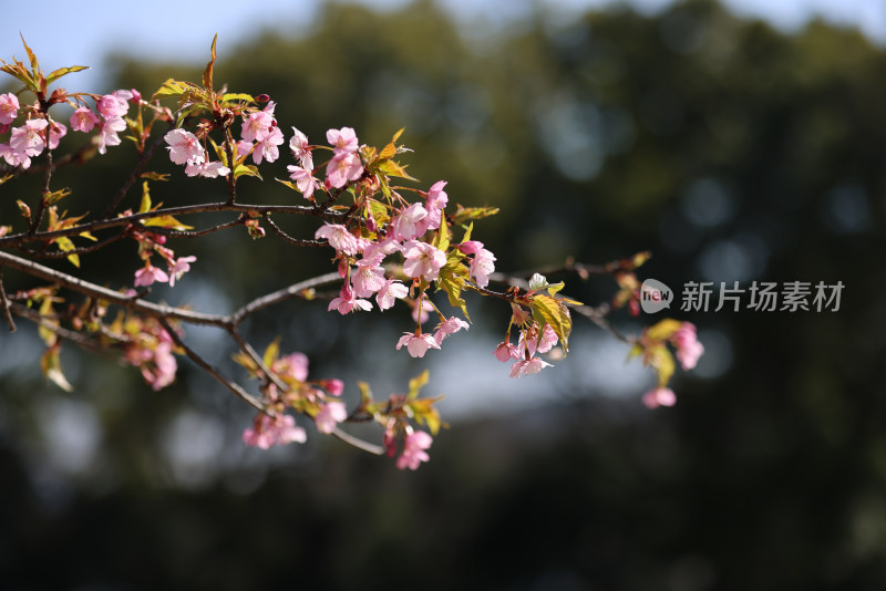 杭州西湖花港观鱼的河津樱樱花